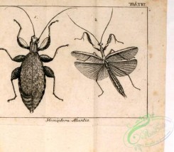 insects_bw-01610 - 016-Hemiptera, mantis
