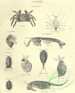 insects_bw-01674 - 008-Brachyura, Macroura, Stomatopoda, Brachiopoda, Isopoda