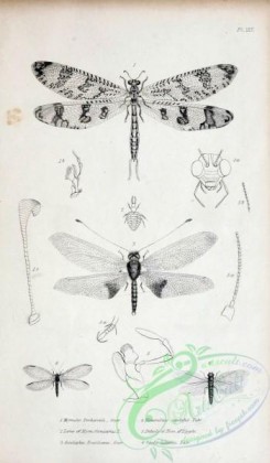 insects_bw-01949 - 112-myrmeleo, ascalaphus, hemerabius, sialis
