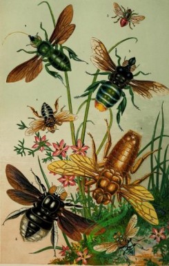 insects_life_scenes-00004 - Bees, xylocopa, euglossa, chrysantheda, anthophora, crocisa