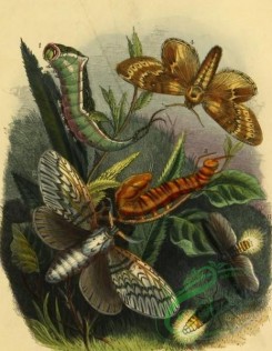 insects_life_scenes-00019 - Puss-moth, caterpillar, cerura, Lobster-moth, stauropus, Glow-worm
