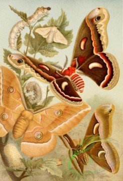 insects_life_scenes-00053 - bombyx, samia, antheraea, philosamia