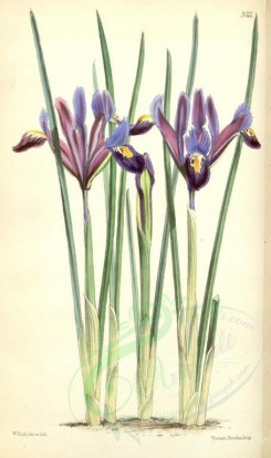 iris-00065 - 5577-iris reticulata, Netted Iris [2104x3545]