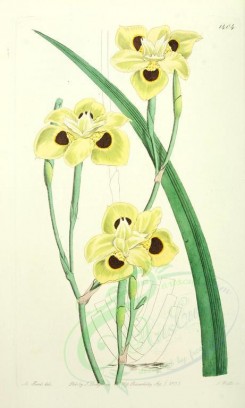 iris-00144 - 1404-iris bicolor, Two-coloured Iris [2113x3514]