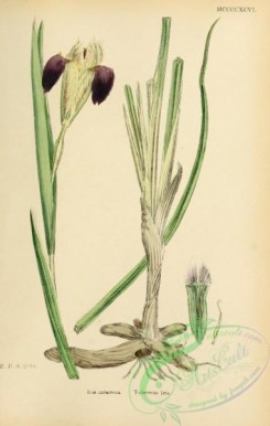 iris-00213 - Tuberous Iris, iris tuberosa