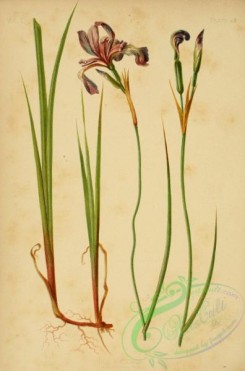 iris-00259 - Boston Iris, iris virginica