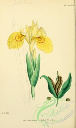 iris-00264 - Yellow Water Iris, iris pseud-acorus