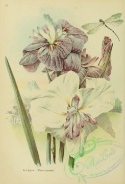iris-00274 - Japan Iris three varieties