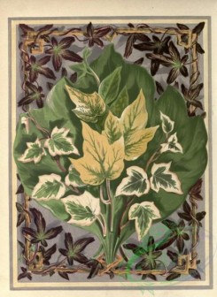 ivy-00011 - Ivy, hedera viridis, hedera chrysophylla, hedera marginata minor, hedera marginata aurea, hedera minima