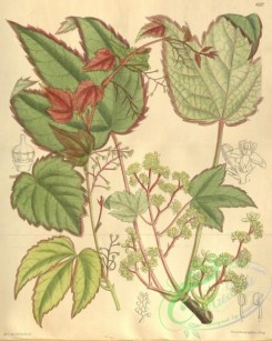 ivy-00027 - 8287-parthenocissus tricuspidata