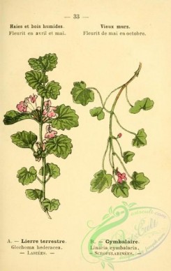 ivy-00031 - glechoma hederacea, linaria cymbalaria