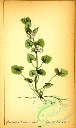 ivy-00060 - glechoma hederacea