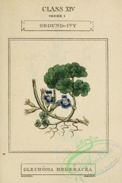 ivy-00068 - Ground-Ivy, glechoma hederacea
