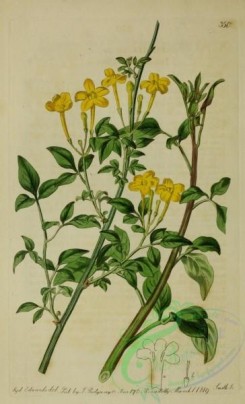 jasmine-00001 - Yellow Italian Jasmine, jasminum humile [2636x4342]