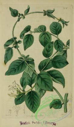jasmine-00002 - Eared-leaved Jasmine, jasminum auriculatum [2630x4514]