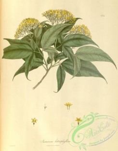 jasmine-00010 - jasminum heterophyllum [3913x5002]