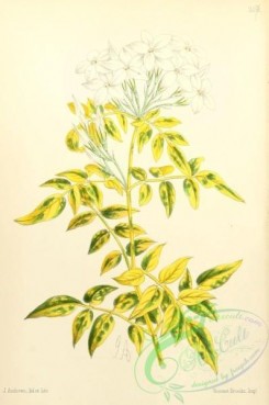 jasmine-00012 - Jasmine Golden-variegated [1795x2703]