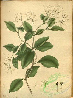 jasmine-00041 - jasminum gracile, Slender-stemed Jasmine [2955x3959]