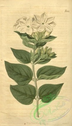 jasmine-00062 - 1991-jasminum hirsutum, Hairy Indian Jasmine [1833x3195]