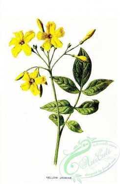 jasmine-00095 - Yellow Jasmine, jasminum revolutum [1307x1993]
