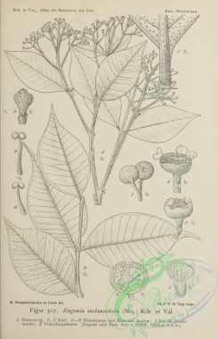 javan_plants-00107 - black-and-white 107-eugenia melanosticta