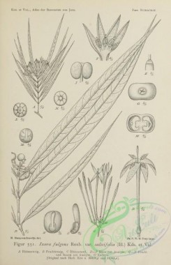 javan_plants-00151 - black-and-white 151-ixora fulgens salicifolia