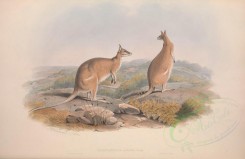 kangaroos-00007 - Agile Wallaby [5550x3601]