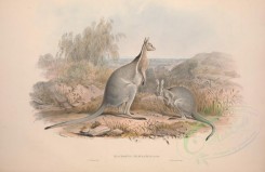 kangaroos-00014 - Bridled Kangaroo [5550x3601]