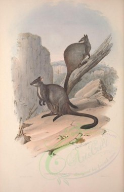 kangaroos-00015 - Brush-tailed Rock Wallaby [3601x5560]