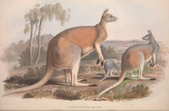 kangaroos-00019 - Great Red Kangaroo [5566x3649]