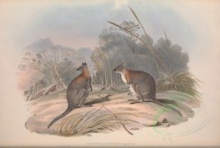 kangaroos-00024 - Pademelon Wallaby [5550x3729]