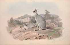 kangaroos-00025 - Parry's Wallaby [5550x3601]