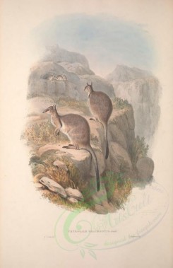 kangaroos-00029 - Short-eared Rock Wallaby [3601x5560]