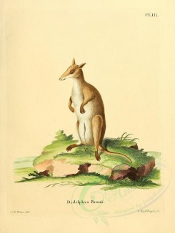 kangaroos-00043 - Filander Kangaroo [2304x3074]