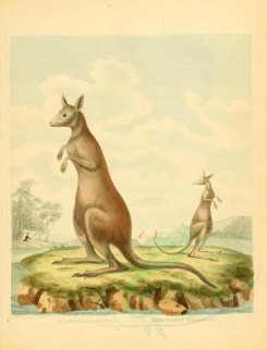 kangaroos-00046 - GREAT KANGUROO [2352x3088]