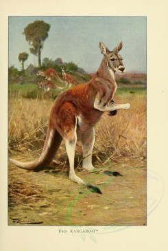 kangaroos-00051 - RED KANGAROO [2087x3108]