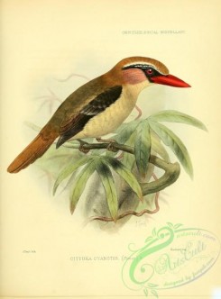 kingfishers-00002 - Lilac Kingfisher or Celebes Flat-billed Kingfisher