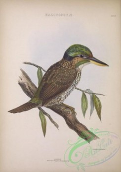 kingfishers-00022 - Spotted Wood Kingfisher