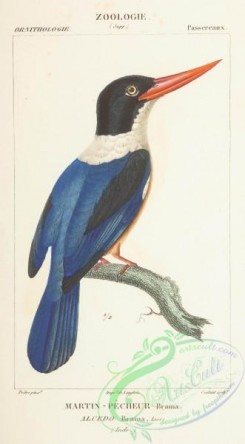 kingfishers-00023 - Black-capped Kingfisher