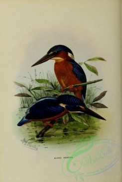 kingfishers-00026 - alcedo asiatica
