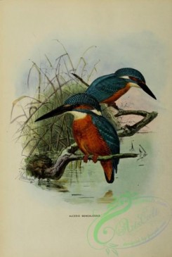 kingfishers-00027 - alcedo bengalensis