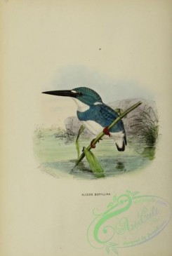 kingfishers-00028 - alcedo beryllina