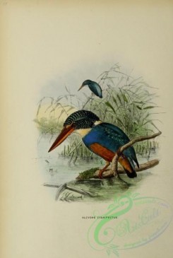 kingfishers-00033 - alcyone cyanipectus