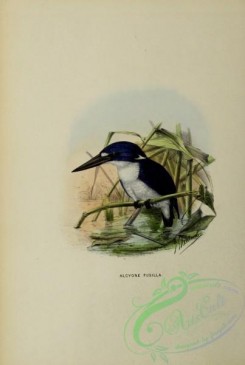 kingfishers-00035 - alcyone pusilla