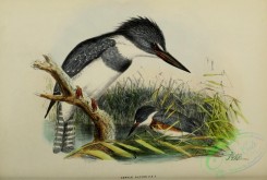 kingfishers-00036 - Belted Kingfisher