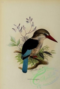 kingfishers-00042 - Brown-hooded Kingfisher