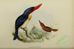 kingfishers-00046 - carcineutes pulchellus