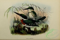 kingfishers-00048 - ceryle americana