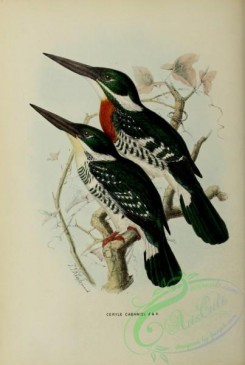 kingfishers-00049 - ceryle cabanisi