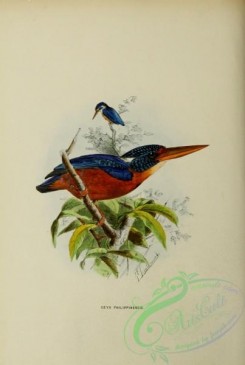 kingfishers-00059 - ceyx philippinensis